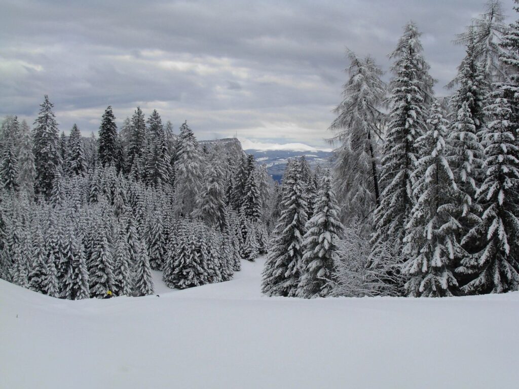 Snow-covered evergreen trees in a quiet winter forest with hills in the background, featured in a digital area guide.